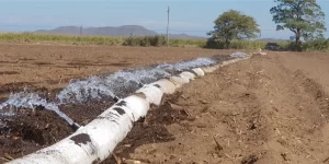 1AFmwKAFLznkwzHFOWlirKiNV9FpjJOr