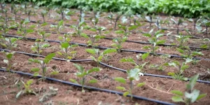 1OsVpsGFxjshVuXOJVt2-6ATbr6j2fvf